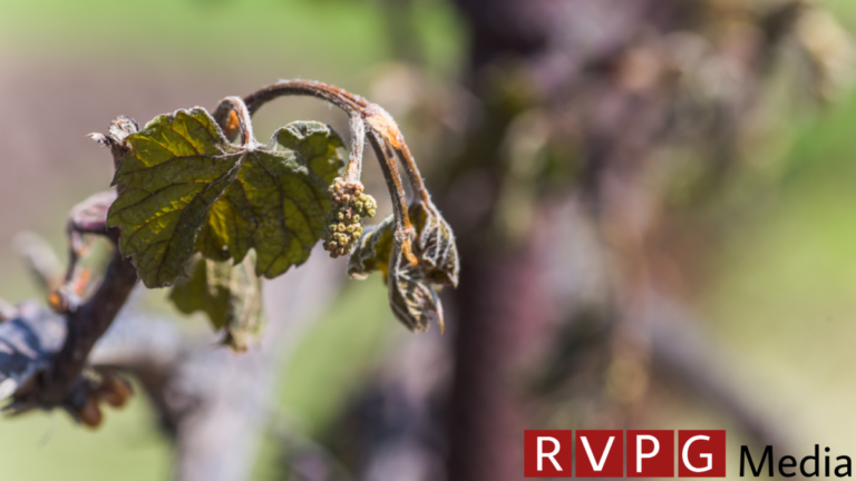 Cold snap causes “major damage” to German vineyards