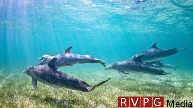 Florida dolphin dies from bird flu as concerns grow about the species' spread
