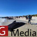 Many pilot whales die, dozens are rescued after mass stranding in Australia