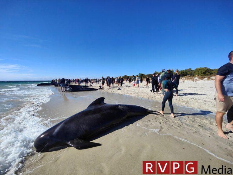 Many pilot whales die, dozens are rescued after mass stranding in Australia