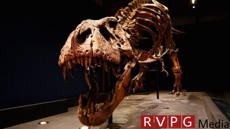 Smarter than monkeys?  Scientists dispute claims of T. rex intelligence