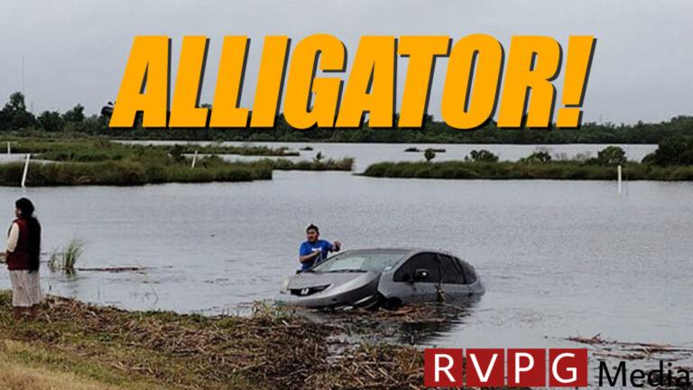 A giant alligator sends Honda crashing into Louisiana waters