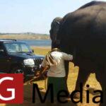 Rescue of Mahindra Scorpion by an elephant