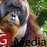 “First Time”: Wild Orangutan Self-medicates