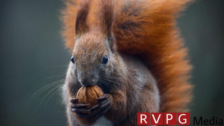 Leprosy in medieval England probably came from red squirrels