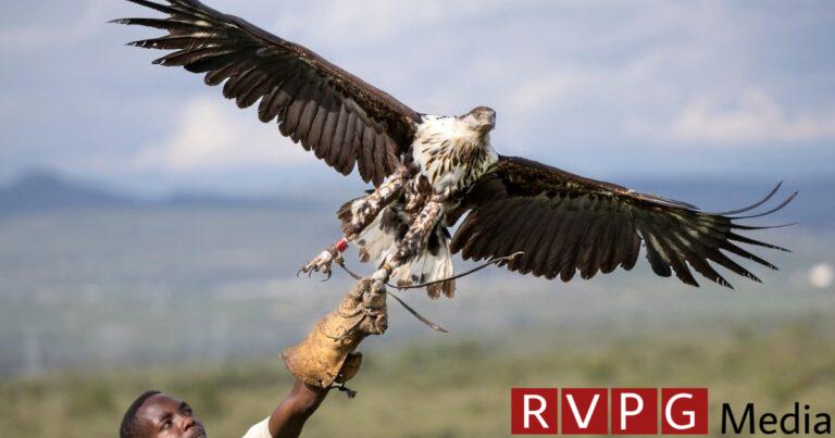 Photos: Protected areas in Kenya are committed to saving birds of prey from extinction