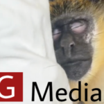Was TikTok monkey Thabo stolen from Wild Dania Beach Colony?  |  Entrepreneur